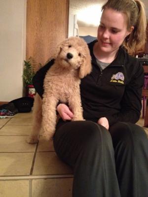 Male Standard Poodle Puppy for sale #1 DOB 12-18-13 Standard Poodles By a Professional Standard Poodle Breeder in Iowa!